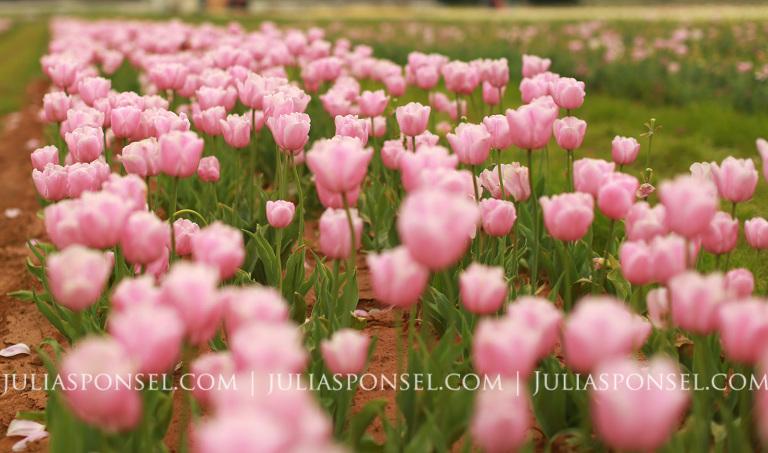 texas-tulip-farm-pilot-point