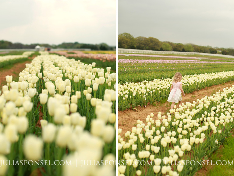 texas-tulips-