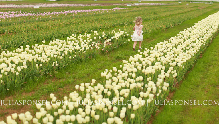 texas-tulips-1