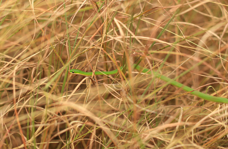 snake-in-the-grass