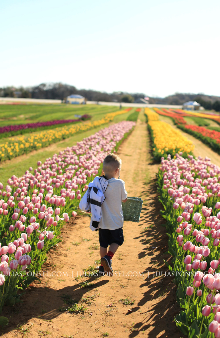 texas tulips