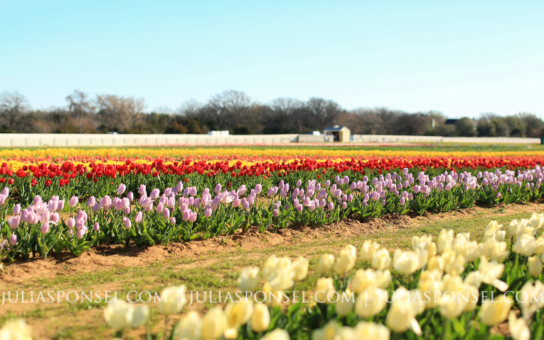pilot-point-texas-tulips
