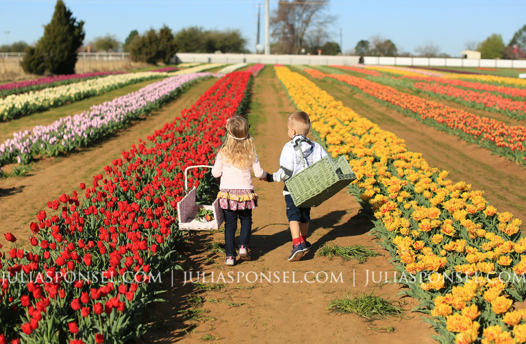 texas tulips pilot point