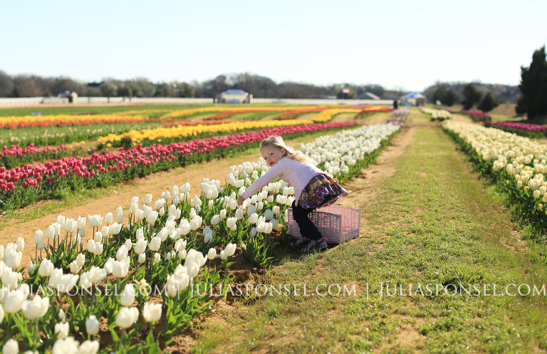 texas tulips pilot point