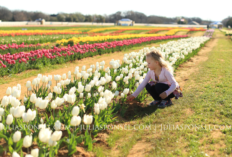 texas tulips pilot point