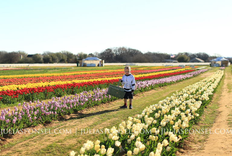 texas tulips pilot point